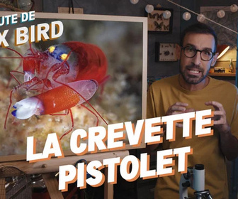 Replay La minute de Max Bird - La Crevette Pistolet