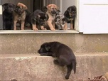 Replay Too cute (Trop mignon) - Terre-Neuve Labradors croisés et Epagneuls tibétains