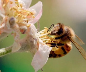 Replay La vie secrète des abeilles