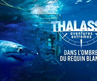 Replay Thalassa, aventures extrêmes - Dans l'ombre du requin blanc