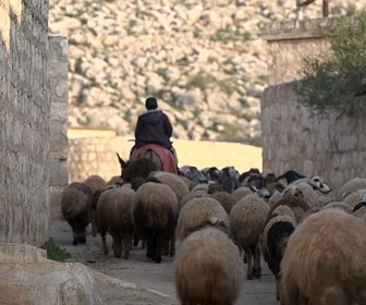 Replay ARTE Journal - En Syrie, le calvaire des Yézidis n'est pas terminé
