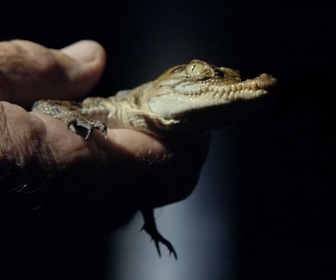 Replay Sur les traces du crocodile de mer - Les prédateurs de la Grande Barrière de corail