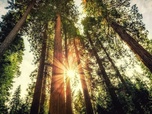 Replay Dans les forêts montagneuses de Californie