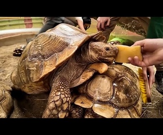 Replay Hongrie : journée bien-être pour des tortues menacées au zoo de Nyíregyháza
