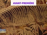 Replay Vos objets valent de l'or