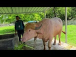 Replay Le buffle Donald Trump , épargné pour l'Aïd, envoyé au zoo de Dacca