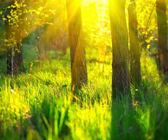 Replay Les réseaux de la nature - 13/11/2025