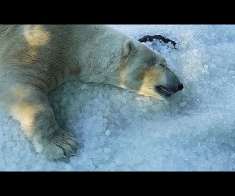 Replay Le zoo de Prague utilise des tonnes de glace pour rafraîchir les animaux pendant la canicule