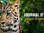 Replay Journal d'un jeune léopard