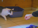 Replay Chiens et chats sans collier - Du refuge au canapé