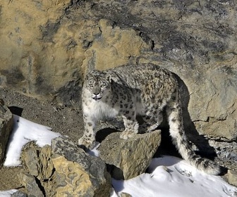 Replay Himalaya, la quête du léopard des neiges