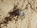 Replay Élément Terre, le reportage - Des centaines de tortues marines naissent dans le sud de la France