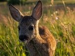 Replay Les pouponnières de la nature