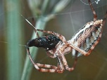 Replay Dans les soies d'une araignée - Nos chères bestioles