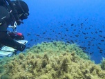 Replay Focus - Scandola, joyau corse sous pression : la biodiversité face à l'afflux de touristes