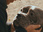 Replay Chiens et chats sans collier