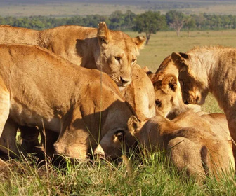 Replay Serengeti - 28/10/2026