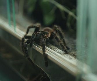 Replay Les araignées, entre phobie et fascination - ARTE Regards