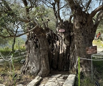 Replay Chypre - Un jardin méditerranéen