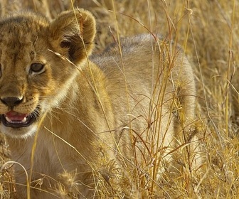 Replay Un paradis en feu - Serengeti - La grande cavalcade des animaux (2/6)