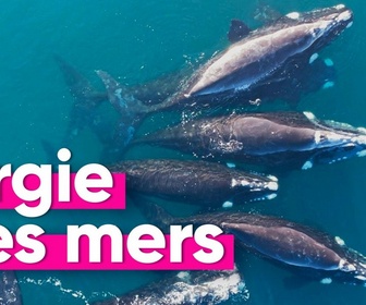 Replay Top Info - Pourquoi cette orgie entre baleines est une bonne nouvelle ?