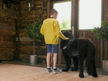 Replay Dog house : un chien pour la vie - S2 E1 - Gentil géant