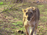 Replay Les chefs d'oeuvre de la nature - S1E4 - Parc national de Kruger, Afrique du Sud