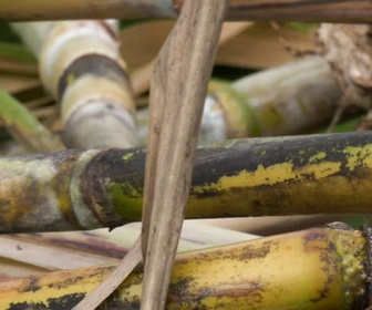 Replay C pas si loin - 11/02/2026