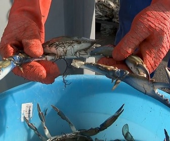Replay ARTE Journal - Crabes bleus dans l'Adriatique : les poulpes à la rescousse