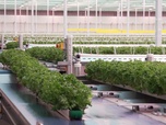 Replay Focus - Boom des serres en Ontario : le Canada accroît son autosuffisance alimentaire