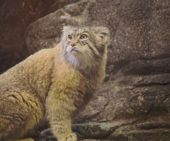 Replay Au cœur du zoo de New York - S3E14 - Grumpy cat