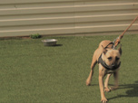 Replay Chiens et chats sans collier - Quatre pattes vers l'espoir