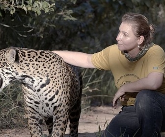 Replay Le corridor de la biodiversité - Brésil, sur la piste des jaguars