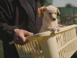 Replay Chiens et chats sans collier - Des caractères bien trempés