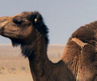 Replay Maroc - Invitation au voyage