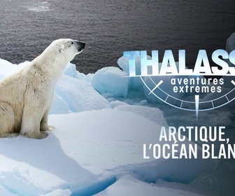 Replay Thalassa, aventures extrêmes - Arctique, l'océan blanc