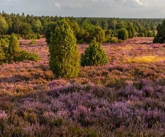 Replay Champs, landes et côtes - Paysages d'Europe