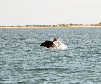 Replay Entre sel et mer - La Camargue, sauvage et fragile