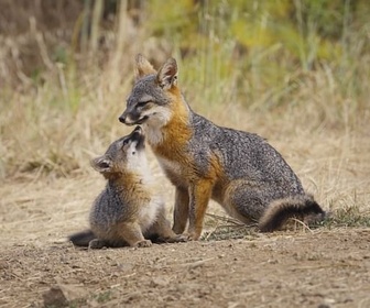 Replay Le renard qui a sauvé son île