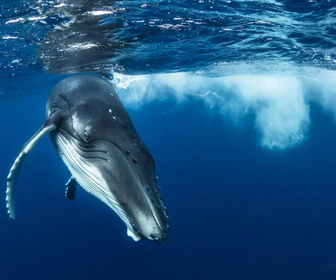 Replay Les âmes des océans