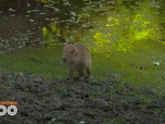 Replay Une saison au zoo - S14 E38