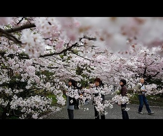 Replay Japon : Tokyo lance la saison des cerisiers en fleurs avec cinq jours d'avance