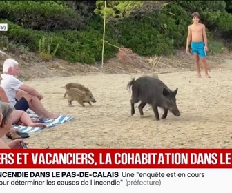 Replay BFM Première - Var: les sangliers s'approchent de plus en plus des habitations et des plages