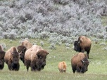 Replay Des terres d'accueil pour les bisons - À la reconquête des Rocheuses