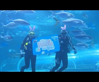 Replay Des œufs de Pâques pour les poissons de l'aquarium de Rio