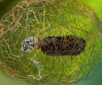 Replay Le biomimétisme pour construire le monde de demain