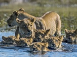 Replay Les terres inondées - Okavango, le fleuve-vie