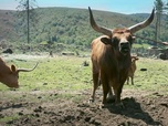 Replay Le boeuf à la conquête des prairies - Meuh! L'épopée des cornes (1/4)