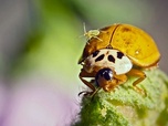 Replay Sous la carapace de la coccinelle - Nos chères bestioles