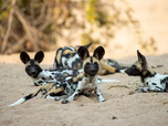 Replay Sur la piste des chiens sauvages d'Afrique - 25/08/2026